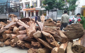 Bắt đối tượng vận chuyển lô gỗ quý cực lớn tại Công viên địa chất toàn cầu đầu tiên của Việt Nam
