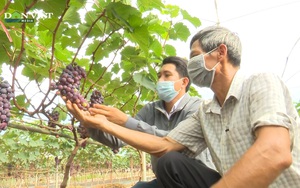 Sơn La: Nông nghiệp Sông Mã vượt qua đại dịch