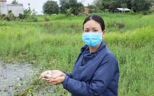 Gia Lai: Nhìn như ao hoang, cỏ mọc rậm rạp, ngờ đâu lại &quot;vớt&quot; được 400 triệu/năm nhờ nuôi ốc đặc sản &quot;siêu đẻ&quot;