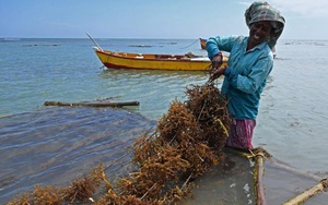 Nghề trồng rong biển sinh thái ở Ấn Độ giúp ngư dân kiếm bộn tiền