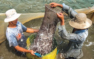 Vùng đất này ở tỉnh Cà Mau dân nuôi dày đặc loài cá bán Tết, xem cảnh xúc cá ai cũng trầm trồ