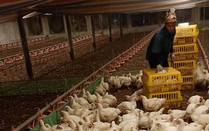 Giá gia cầm hôm nay 2/12: Nông dân Việt Nam xuất sắc 2021 bày cách nuôi gà hiệu quả, dễ bán
