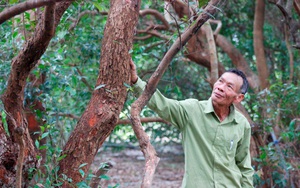 Quảng Bình: Hơn 500 năm qua, cả làng này ngày đêm cùng nhau canh giữ rừng trâm bầu cổ thụ