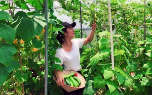 Ngày làm giám đốc, tối về làm nông dân trồng rau và hoa trên sân thượng của mẹ đảm Hà Nội