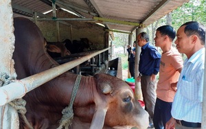 Nuôi cá leo dưới ao, nuôi bò to bự trên cạn, nông dân 8X tỉnh Quảng Trị bán con nào cũng đắt hàng
