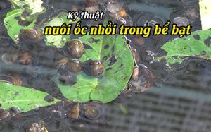 Kỹ thuật nuôi ốc nhồi trong bể bạt