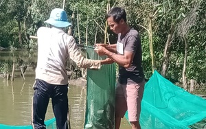 Tây Ninh: Nuôi loài cá ham mồi trong vèo lưới, nông dân bắt bán hàng tấn, lãi 500 triệu đồng