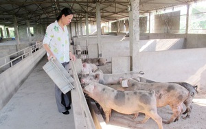 Bắc Ninh: Nông dân ở đây lập trang trại nuôi con gì, trồng cây gì mà có doanh thu 1.100 tỷ đồng?