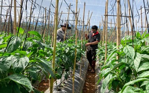 Lâm Đồng: Bỏ cây cà phê, nông dân vùng sâu Đà Loan trồng rau trong nhà lưới, thời buổi dịch giã vẫn bán tốt