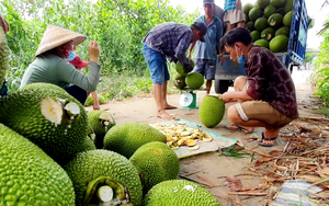 Tiền Giang: Cửa khẩu “đóng băng”, vựa đóng cửa, mít Thái xuất khẩu thành mít... chợ