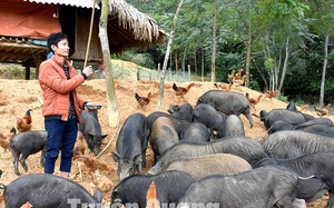 Tuyên Quang: Nhà vỡ nợ vì nuôi lợn trắng, giờ anh trai làng khá giả nhờ nuôi lợn đen đếm vội không xuể