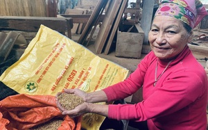 Bất chấp chỉ đạo, giống lúa chưa được phép lưu hành vẫn công nhiên bán ra thị trường Quảng Bình