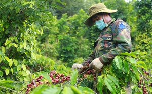 Giá cà phê nhân Đắk Lắk cao hơn giá cà phê cách đây 27 năm, vì sao nông dân kêu vẫn lời có tí xíu?