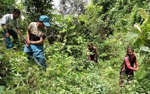 Nông thôn Tây Bắc: Mường Tè quản lý, bảo vệ rừng mùa hanh khô