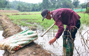 Phú Thọ: Theo anh trai làng đi ra đồng không mông quạnh nhử bắt con đặc sản, ai nhìn thấy cũng muốn mua