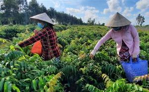 Hậu Giang: Lạ đời, trồng rau dại đọc &quot;méo cả miệng&quot;, ai ngờ lại được quán xá, nhà giàu săn lùng hỏi mua tới tấp