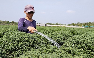 Cả làng trồng &quot;cây cảnh&quot; chỉ chưng mấy ngày tết, chả mấy hôm nữa mà cánh đồng sắp vàng như một mâm xôi