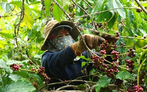 Giá cà phê nhân Đắk Lắk hôm nay tăng, cảnh báo đất trồng cà phê ở Tây Nguyên đang suy thoái nhanh