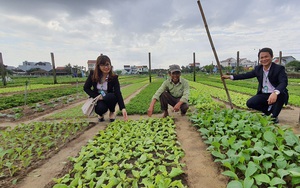 Quảng Nam: Nông dân trồng rau ở Hội An khá giả nhờ được nguồn vốn ưu đãi tiếp sức