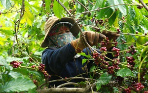 Giá cà phê nhân tăng, cảnh báo đất trồng cà phê ở Tây Nguyên đang suy thoái nhanh