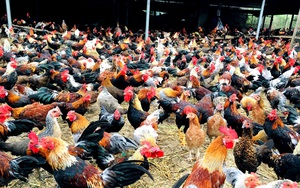 Giá gà tre thịt tăng kỷ lục, làng gà ăn Tết sớm