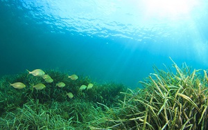 Chương trình quốc gia bảo vệ và phát triển nguồn lợi thủy sản: Sẽ thành lập các khu bảo tồn biển