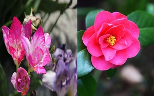 5 cây cảnh có hoa thơm ngát, càng lạnh hương càng bay xa