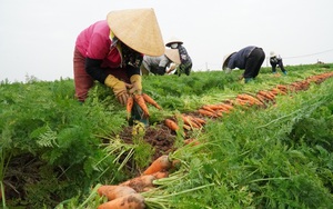 Về thăm những cánh đồng cà rốt cho giá trị nửa tỷ đồng/ha ở Bắc Ninh
