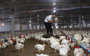 Giá gia cầm hôm nay 26/12: Giá gà công nghiệp tăng, giá vịt thịt miền Bắc cao nhất cả nước