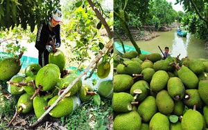 Giá mít Thái hôm nay 27/12: Vì sao không cho cây mít Thái để trái lúc này, nếu nhà nào để ăn chắc thua lỗ?