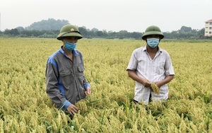 Bắc Ninh: &quot;Cả làng&quot; ở thành phố này &quot;chung thủy&quot; chỉ cấy giống lúa nếp gì mà mỗi năm &quot;ẵm&quot; về hơn 50 tỷ?