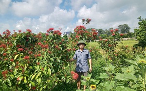 Bắc Giang: Tình cờ trồng những loại cây cảnh, loại hoa này, ai ngờ ông nông dân có tiều tiêu rủng rỉnh