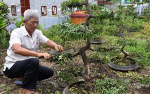 Cà Mau: Trồng các loại cây cảnh này trong vườn, rảnh thì cắt tỉa, uốn lượn, bất ngờ có ngày giàu có lên