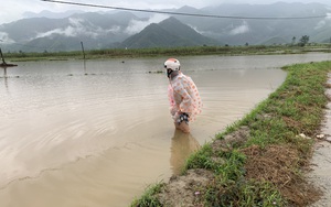 Thời tiết thật lạ, cuối năm còn mưa to, nông dân Hòa Vang khóc ròng vì lúa mới gieo sạ chìm trong biển nước