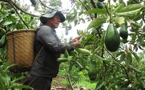 Tổng kết nông nghiệp 2021: Nhiều lãnh đạo tỉnh chia sẻ khó khăn với Thủ tướng Phạm Minh Chính