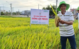 Vì sao nhiều nông dân miền Trung - Tây Nguyên mê mẩn giống lúa của ThaiBinh Seed?