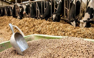 Chủ động nguyên liệu thức ăn chăn nuôi bằng cách tận dụng phế phẩm nông nghiệp