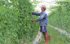 Rau xanh, củ quả tươi tăng đột ngột tăng giá mạnh, nông dân tỉnh Đồng Tháp không có nhiều để bán