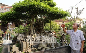 Nam Định: Trồng cây cảnh đang hot, mua cây vài trăm ngàn qua tay nghệ nhân ra &quot;cục vàng&quot; tiền tỷ