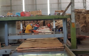 Mạng lưới thương nhân Trung Quốc phủ khắp các xưởng ván bóc của Việt Nam mua nguyên liệu để làm gì?