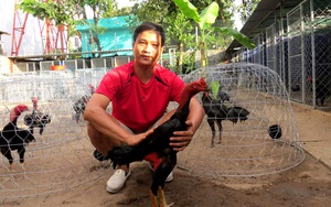 Độc, lạ: Nông dân 8X Sài Gòn làm đám tang, xây mộ, nuôi bảo tồn giống gà nòi đòn đặc hữu của Việt Nam 