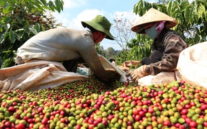 Giá cà phê nhân Đắk Lắk hôm nay giảm 300 đồng/kg, 7 lưu ý khi trồng xen canh trong vườn cà phê