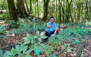 Cận cảnh những vườn sâm Ngọc Linh do Công ty cổ phần đầu tư sâm Việt Nam liên kết phát triển ở Kon Tum
