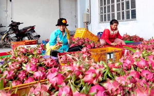 Xuất khẩu trái cây vào Trung Quốc: Rau quả cũng phải có 