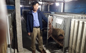 Thái Nguyên: Nuôi loài thú ngày ngủ li bì, tối dậy mò ăn, bán làm thịt đặc sản gần 10 triệu/con