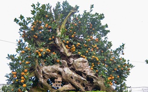Quất bonsai ghép gỗ lũa được chủ vườn định giá cả trăm triệu đồng ở Hà Nội
