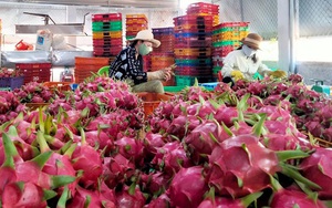 Ùn ứ 5.000 xe container nông sản, Thứ trưởng Trần Thanh Nam: “Đừng cứ việc gì cũng đè đầu Bộ NNPTNT quy trách nhiệm”