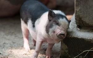 Nguồn cung lợn thắt chặt, giá lợn hơi sẽ thế nào cuối năm nay?