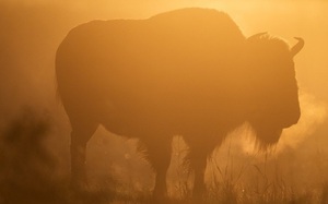 Bảo tồn bò rừng Canada và bài học cho ngành du lịch