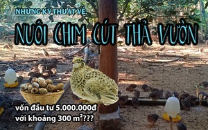 Nuôi chim cút: Kỹ thuật nuôi chim cút thả vườn